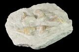Fossil Mackeral Shark (Otodus) Teeth - Composite Plate #137332-2